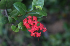Ixora coccinea
